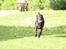Labrador retriever Zorba IV 
