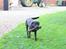 Labrador retriever Zorba IV 