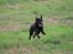 Labrador retriever Zorba IV 