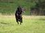 Labrador retriever Zorba IV 