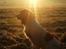 Field Trial Springer Spaniel Kisy