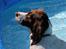 Field Trial Springer Spaniel Kisy