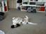 Field Trial Springer Spaniel Kisy
