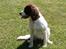Field Trial Springer Spaniel Kisy