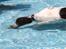 Field Trial Springer Spaniel Kisy