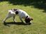 Field Trial Springer Spaniel Kisy