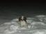 Field Trial Springer Spaniel Kisy