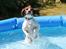 Field Trial Springer Spaniel Kisy