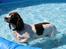 Field Trial Springer Spaniel Kisy