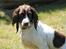 Field Trial Springer Spaniel Kisy