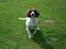Field Trial Springer Spaniel Kisy