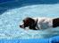 Field Trial Springer Spaniel Kisy