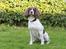 Field Trial Springer Spaniel Kisy