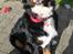 Berner sennenhund lillefix