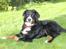 Berner sennenhund lillefix