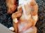 Nova scotia duck tolling retriever Aquafox Sebrings Fangio Chicane"Casey"