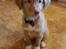 Nova scotia duck tolling retriever Aquafox Sebrings Fangio Chicane"Casey"
