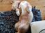 Nova scotia duck tolling retriever Aquafox Sebrings Fangio Chicane"Casey"