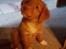 Nova scotia duck tolling retriever Aquafox Sebrings Fangio Chicane"Casey"