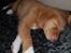Nova scotia duck tolling retriever Aquafox Sebrings Fangio Chicane"Casey"