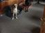Labrador retriever Casey