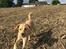 Labrador retriever Casey