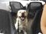 Labrador retriever Manze