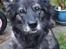 Blanding af racer Keesha /Sølvrøv 2004-2017 RIP
