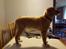 Nova scotia duck tolling retriever Aquafox Sebrings Fangio Chicane"Casey"