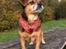 Blanding af racer Lilly - Frk. Lilly Gråmule *27/10-17*
