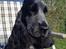 Cocker spaniel Sky