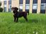 Labrador retriever Ziva - 12 uger