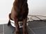 Labrador retriever Ziva - 13 uger