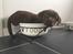 Labrador retriever Ziva - 10 uger