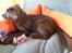 Labrador retriever Ziva - 14 uger