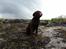 Labrador retriever Ziva - 15 uger