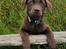 Labrador retriever Ziva - 16 uger