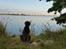 Labrador retriever Ziva - 17 uger