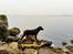 Labrador retriever Ziva - 19 uger