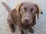Labrador retriever Ziva - 20 uger