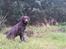Labrador retriever Ziva - 22 uger