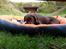 Labrador retriever Ziva - 23 uger