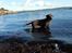Labrador retriever Ziva - 24 uger