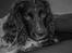 Engelsk springer spaniel Tjalfe