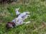 Engelsk springer spaniel Tjalfe
