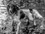 Engelsk springer spaniel Tjalfe