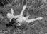 Engelsk springer spaniel Tjalfe