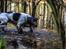Engelsk springer spaniel Tjalfe