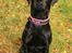 Labrador retriever Enya