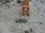 Nova scotia duck tolling retriever Redborn first Contact (Dixie) [Himmelhund]
